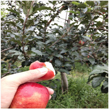 供应矮化砧M26苹果苗 自根砧M9T337苹果苗 早熟矮化苹果苗
