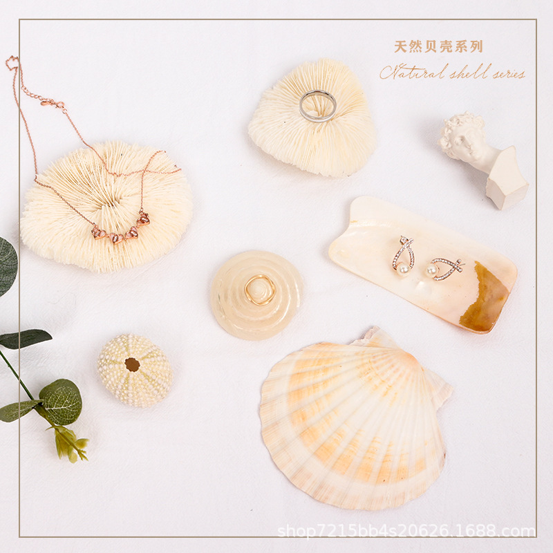 Natural Coral Photography Props ins Cyber Celebrity Nail Art Korean Ornaments Accessories Shell Conch Photography Props
