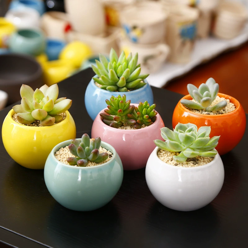 Мясистые растения оптом мясистые каракули комбинация горшечных комнатных мясистых растений мясистые цветы бонсай украшения для защиты от радиации