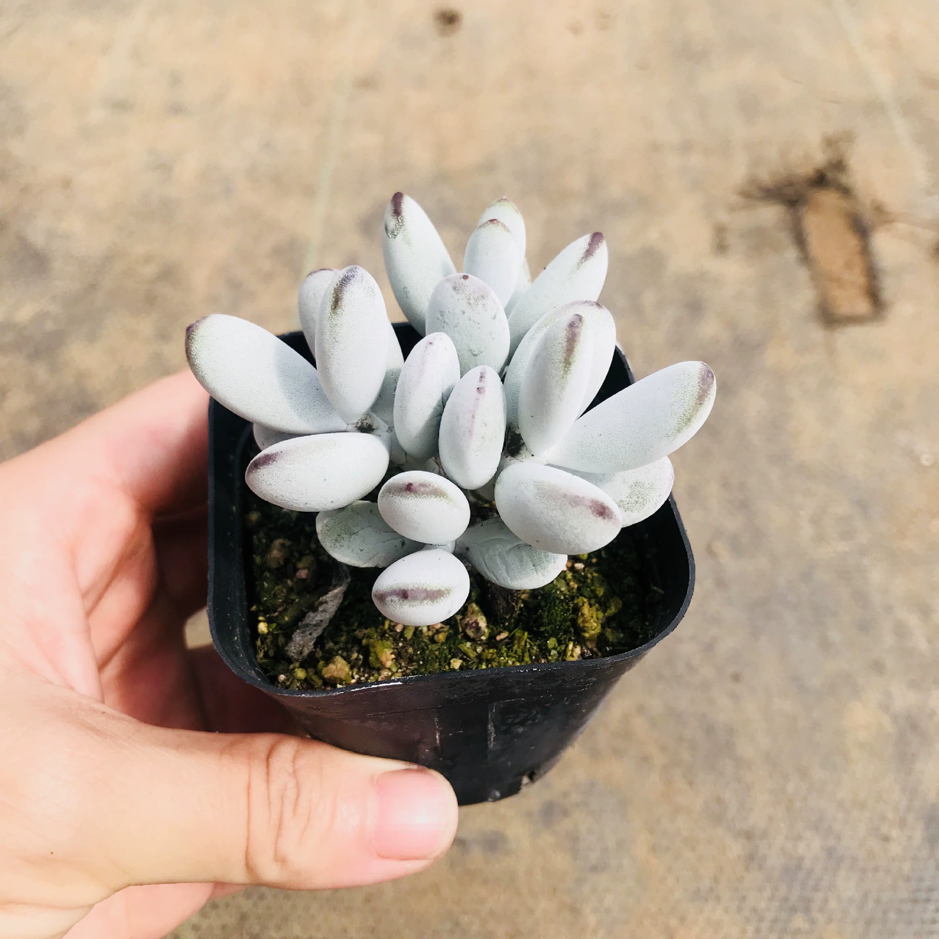 Пинг-Фу Нианг суккулентные растения комнатные маленькие горшечные Быки милые забавные новички для выращивания живых горшечных растений ........................................................................................