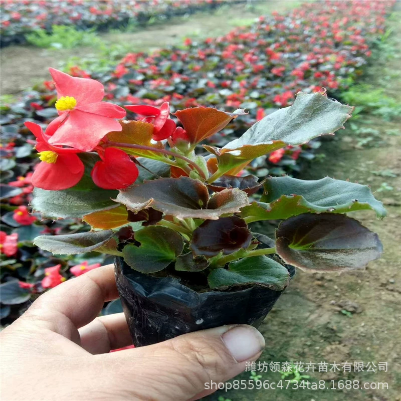 Большой лоток для рассады Begonia Four Seasons Begonia для клумб, цветочных зеркал и ландшафтного дизайна парковой площади.