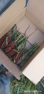Sorghum Spikes в 2021 году Новый сорго шиповывает фунт