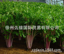 推荐-颠覆传统芹菜的红芹菜新品种--特色红色芹菜种子