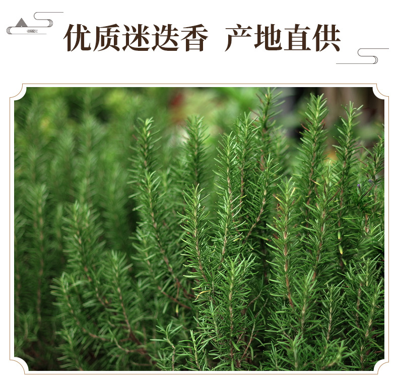 Dried Rosemary Leaves Mi Die Xiang 迷迭香 Culinary Herb for Western Cooking and Herbal Tea 1 Jin Pack key features