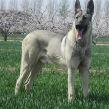 出售家養狼青幼犬活體巨型中華狼犬大型看家護院狼狗幼崽混血包郵