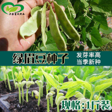 各种豆角散装种子 农田菜地种植眉豆九粒白蔬菜籽