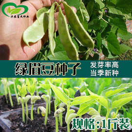 各种豆角散装种子 农田菜地种植眉豆九粒白蔬菜籽