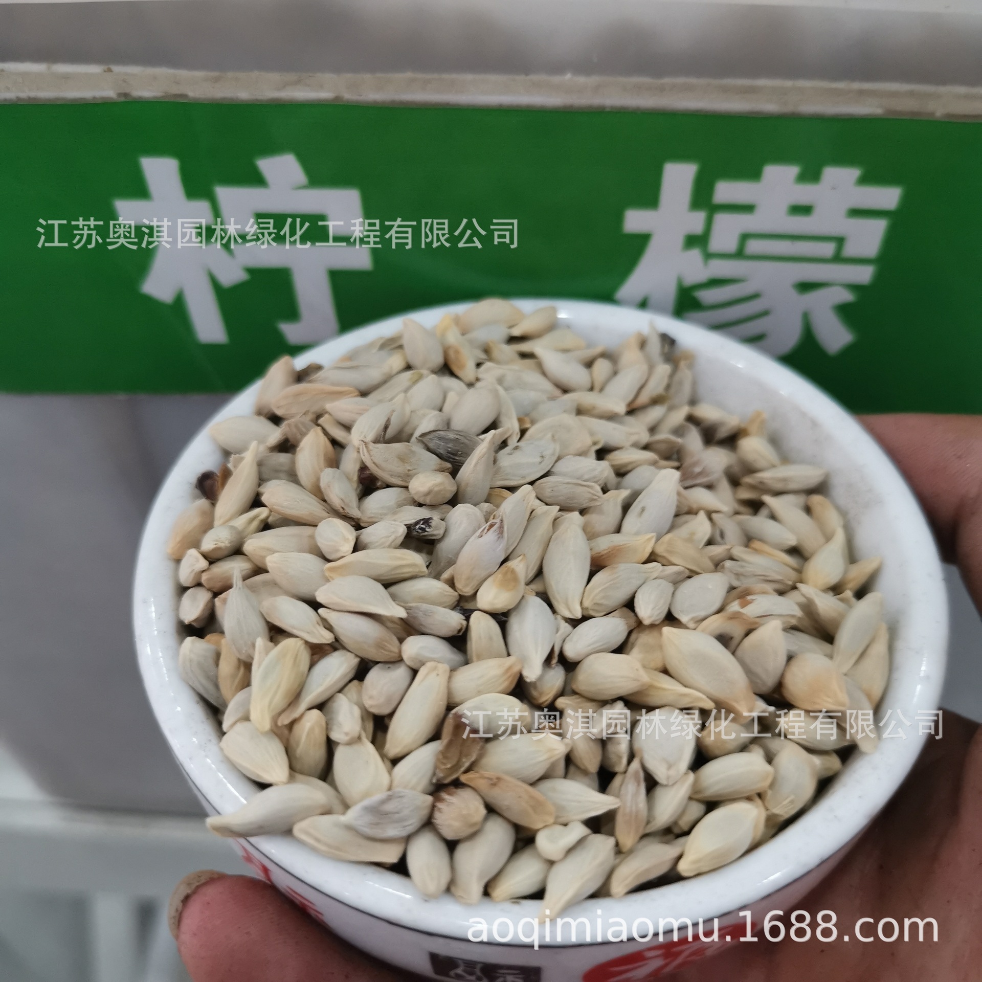 新采香橙种子枳壳种子枸桔红橘橘子柑橘香橙脐橙籽嫁接砧木树种子-阿里巴巴