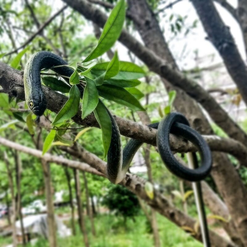 Tricky Artificial Snake Daqing Snake Tpr80Cm Soft Rubber Fake Snake Rubber Cobra Scary Props Factory Direct Sale