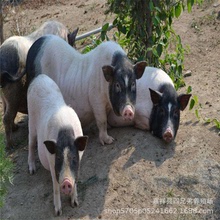 纯种巴马香猪 原种陆川猪苗 厂家巴马小香猪价格