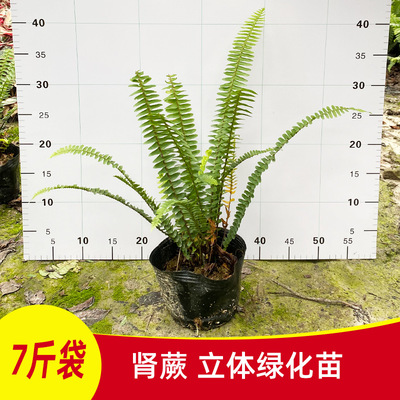 Guangzhou Base Straight hair Botany vertical three-dimensional green Kidney fern Spareribs 7 quality