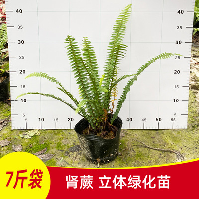 广州基地直发植物墙垂直立体绿化肾蕨排骨草7斤地苗品质好|ms