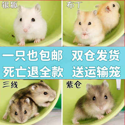 紫仓三线银狐布丁鼠金丝熊眼圈奶牛熊宠物仓鼠活物珍珠熊批发代发