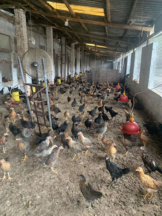 走山杂交斗鸡受宠!公母烫手,60日龄杂斗母仅余几千 undefined