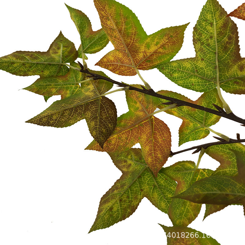 XRB-158 三角枫秋4.jpg