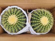 【基地直供】仙人球多肉植物盆栽 居家花卉绿植盆栽 金琥