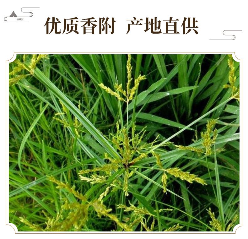 Xiang Fu Cyperus Rhizome Dried Herb 500g Traditional TCM Decoction Ingredient key features