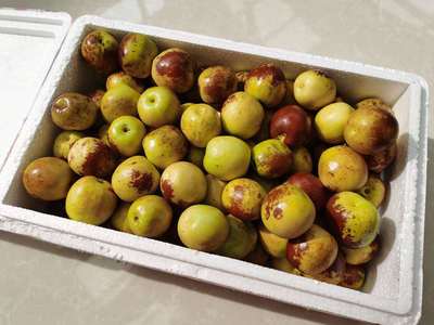 主发顺丰 山东沾化冬枣5斤脆甜无渣现摘现发基地直供冬枣一件代发|ru