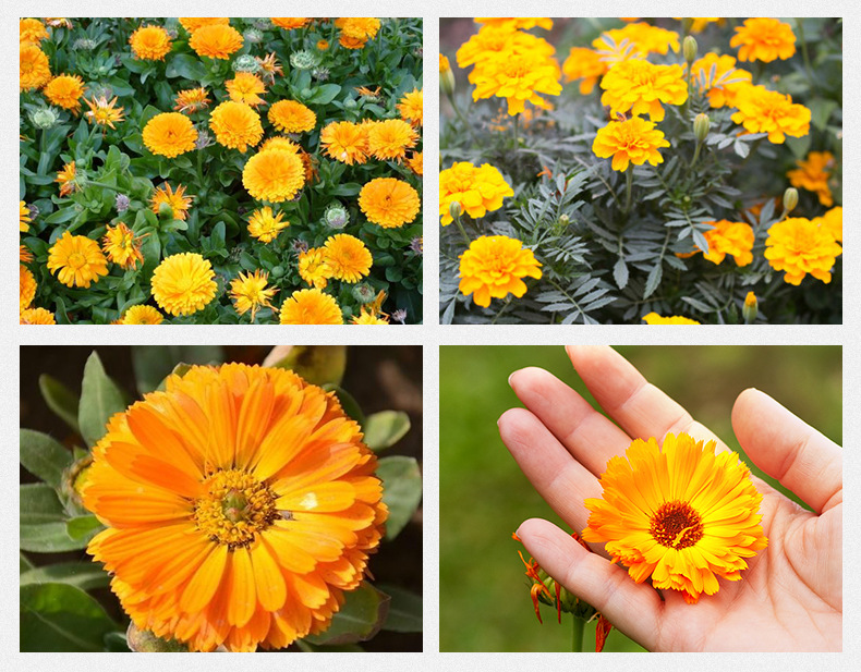 Calendula Flower Tea Jin Zhan Ju Dried Petals 500g Bulk Herbal Tea for Brewing in use