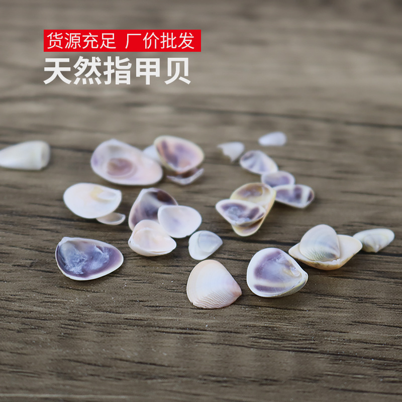 天然贝壳海螺原材料指甲贝鱼缸墙微景观配饰特色漂流瓶DIY一斤装