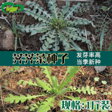 野菜荠荠菜种子 农田菜地田园种植耐寒旱耐瘠荠荠菜籽