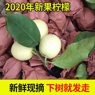 2020 Синь Го Сююань Алуа -Лимон Свежий лимон Свежий выбор Юлик должен быть сезонным фруктом в сезоне