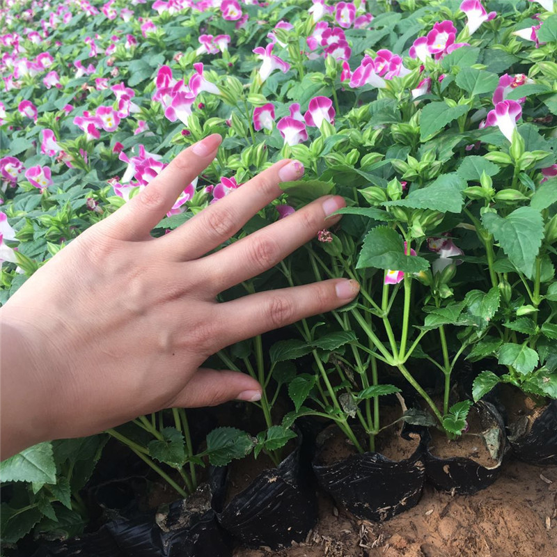 耐炎热夏瑾花种子 宿根花卉基地批发 夏堇四季草花价格量大从优-阿里巴巴