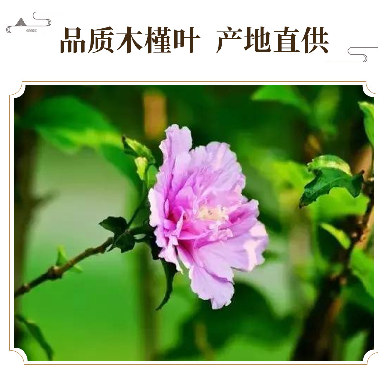 Dried Hibiscus Leaf Mu Jin Ye 500g Natural Sun Dried Herb for Culinary and Traditional Use key features
