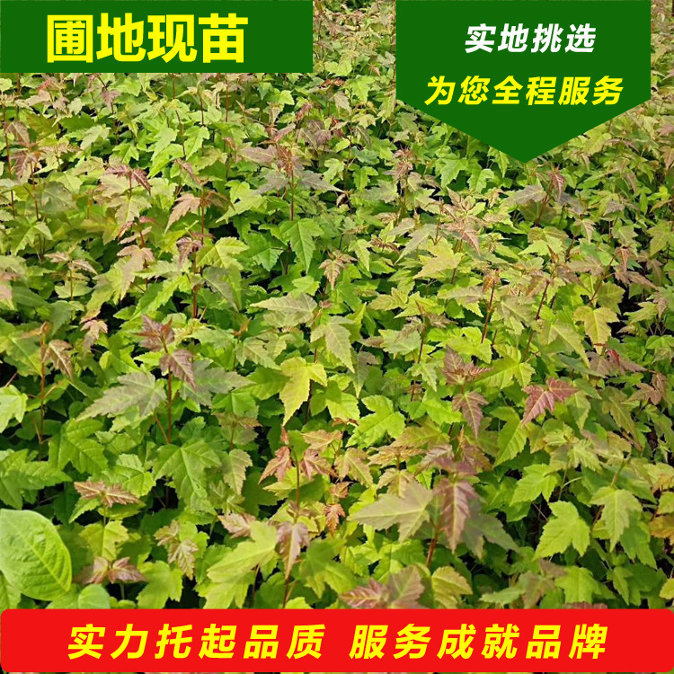 现苗三角枫营养杯苗茶条槭播种小苗绿篱苗园林绿化丛生三角枫树苗