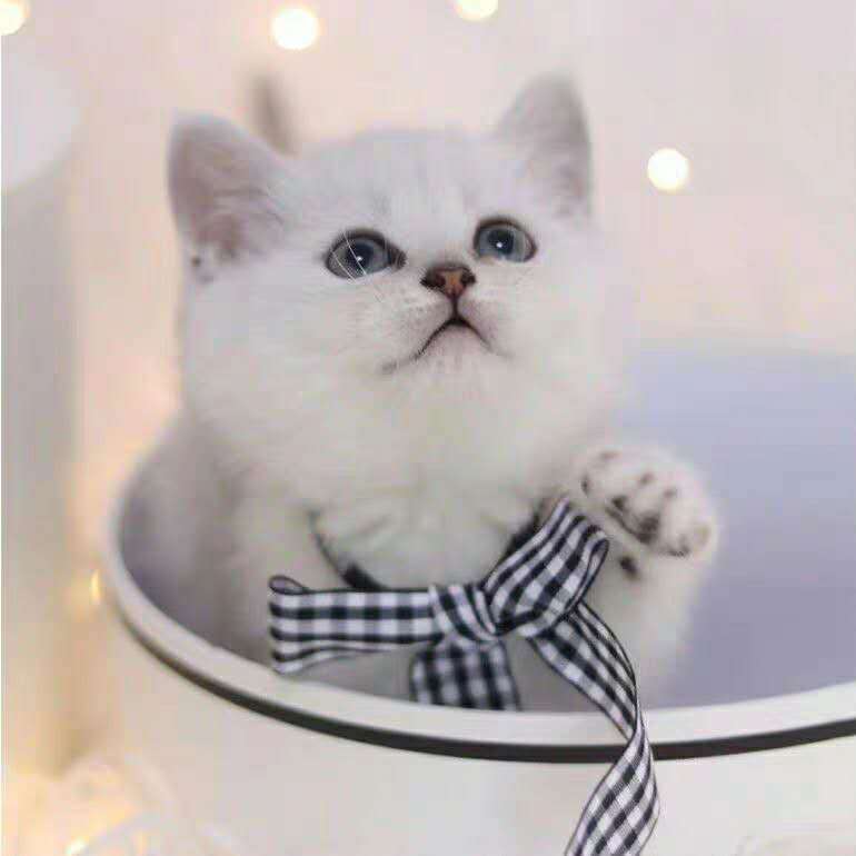 藍貓 英短貓 短毛貓 寵物貓 銀漸層 布偶貓 美短貓 藍白貓定金價