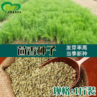 ɢ�b�����ѷN�� �r��˵طNֲ�ͺ��ļ��NֲС������