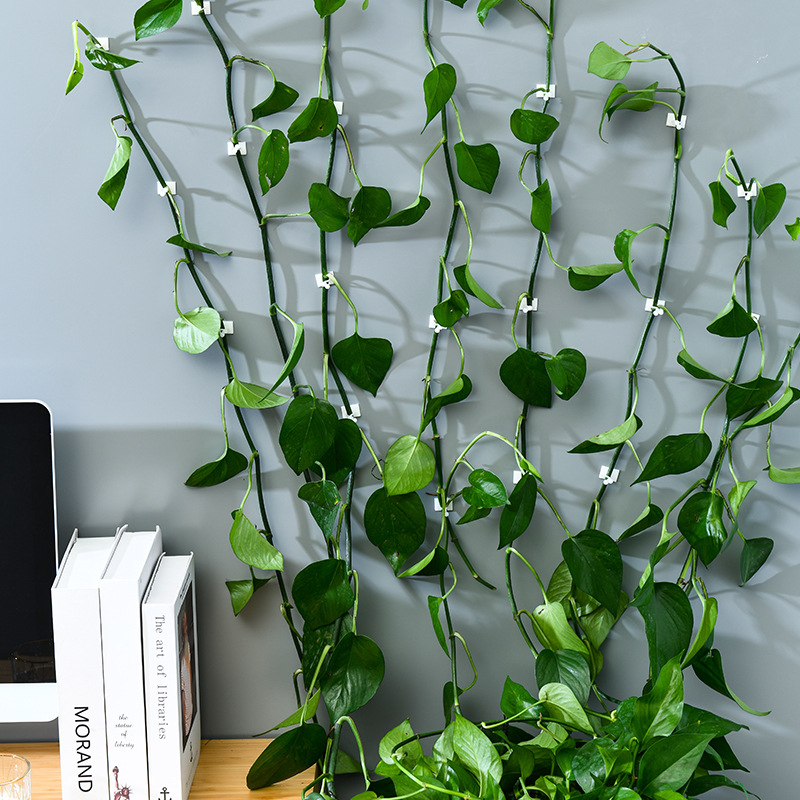 Scindapsus Self-adhesive Hooks Climb the wall Retainer Vine Botany wall Climbing fixed indoor No trace Artifact