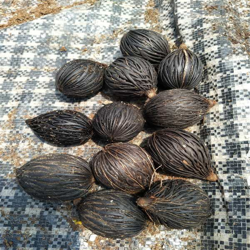 mmexport1592116239233_副本