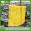 Yellow plate Two-sided Armyworm board yellow Bug Black Drosophila melanogaster Trap greenhouse