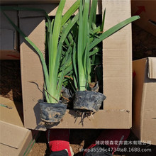 ˮ���Sβ �S���Sβˮ�w�G��ֲ�� ��صر��ݻ�����