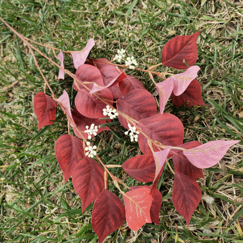 菩提叶2号夕阳红色