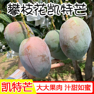 【2026当季】青皮大果凯特芒 攀枝花产地直发 甜度高不涩 顺丰包邮