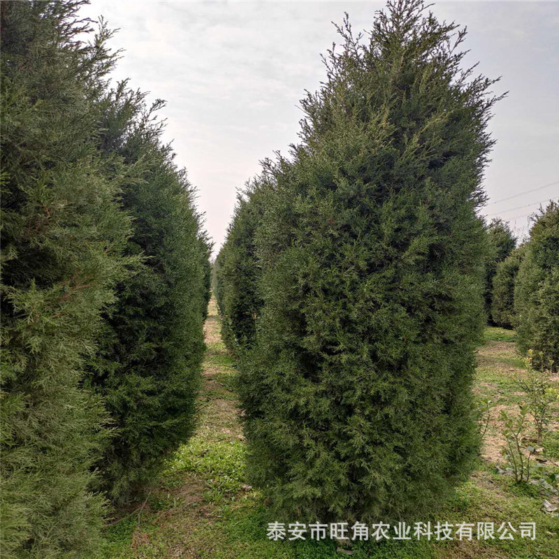 基地直销圆柏树苗 3米圆柏树价格 4米圆柏价格园林绿化侩柏树苗