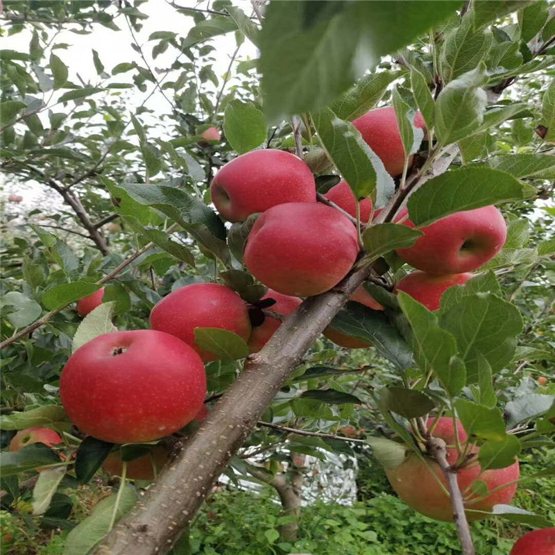 微信图片_20200812105235