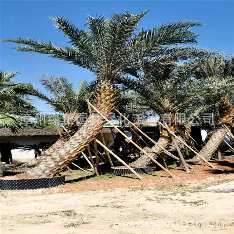 弯杆中东海枣漳州基地直供弯杆银海枣 2-3米弯杆中东海枣棕榈树
