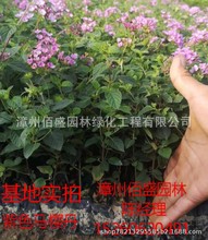 马樱丹 马樱丹品牌 图片 价格 马樱丹批发 阿里巴巴