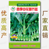 Four seasons, sweet mustard vegetable seeds, easy -to -mouth, kale vegetables, vegetable seed company factory direct wholesale