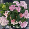 Flower seeds wholesale (geranium flower seeds) foreign hydrangea seed seeds mixed color hydrangea seeds blooming in four seasons