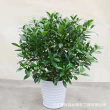 批发室内客厅盆栽花卉植物盆景非洲茉莉花苗