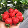 Cream fruit strawberry four seasons for growing plants indoor