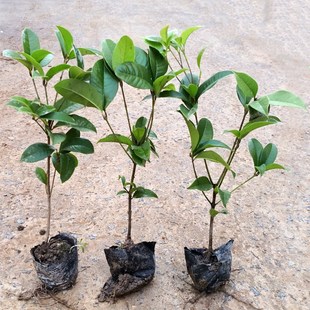 ļ𻨘lS¹̨w޽ӷ辰