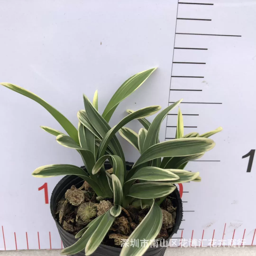 Оптовая Орхидея предприятие черный вундеркинд Корона феникс корона большие фрукты Корона Золотая Корона Журавль искусство саженцы цветов орхидеи четыре сезона цветы орхидеи