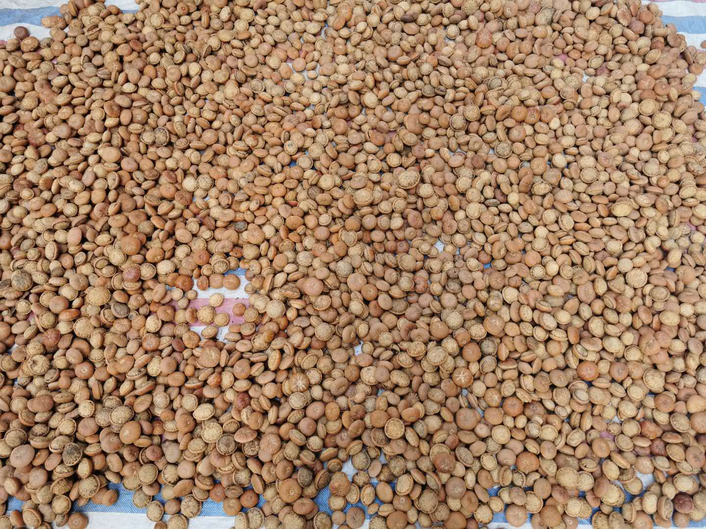 Feng Liu Gu Dried Whole Fruit 500g Traditional Herbal Decoction Ingredient for Cooking and Wine Infusion in use