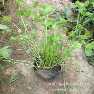 白三叶厂家白车轴草 白三叶 山东宿根花卉 湿地护坡绿化景观植物