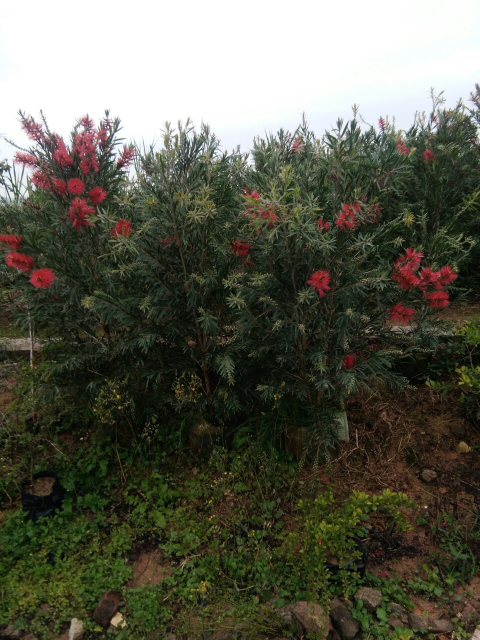 美花红,花红花火,花红_大山谷图库